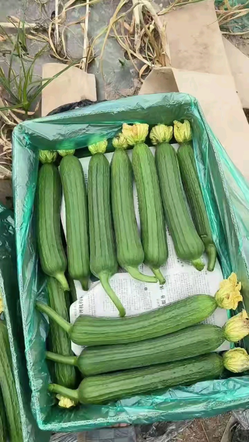 河南精品丝瓜大量接单产地直发品质保证诚信合作