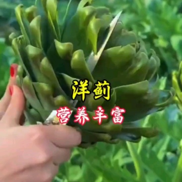 洋蓟