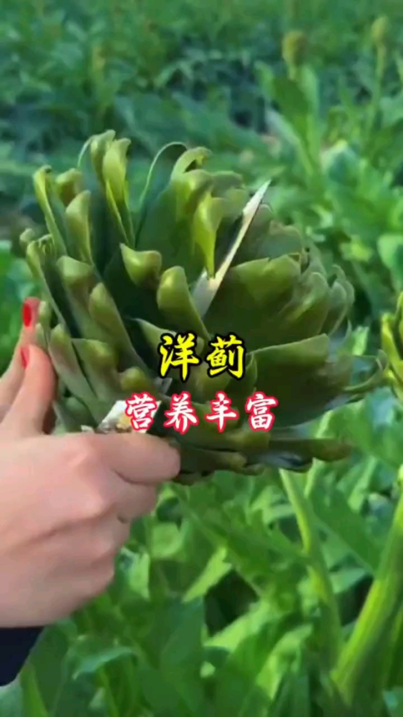 洋蓟