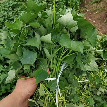 安徽滁州红薯苗303红薯苗脱毒红薯苗大量供应量大，可议价