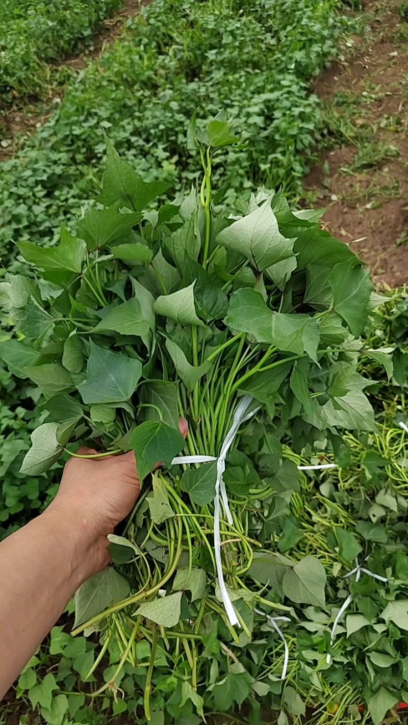 安徽滁州红薯苗303红薯苗脱毒红薯苗大量供应量大，可议价
