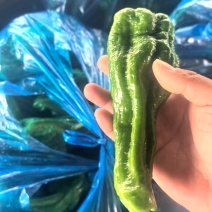 精品薄皮椒，品种齐全！产地直发量大从优！