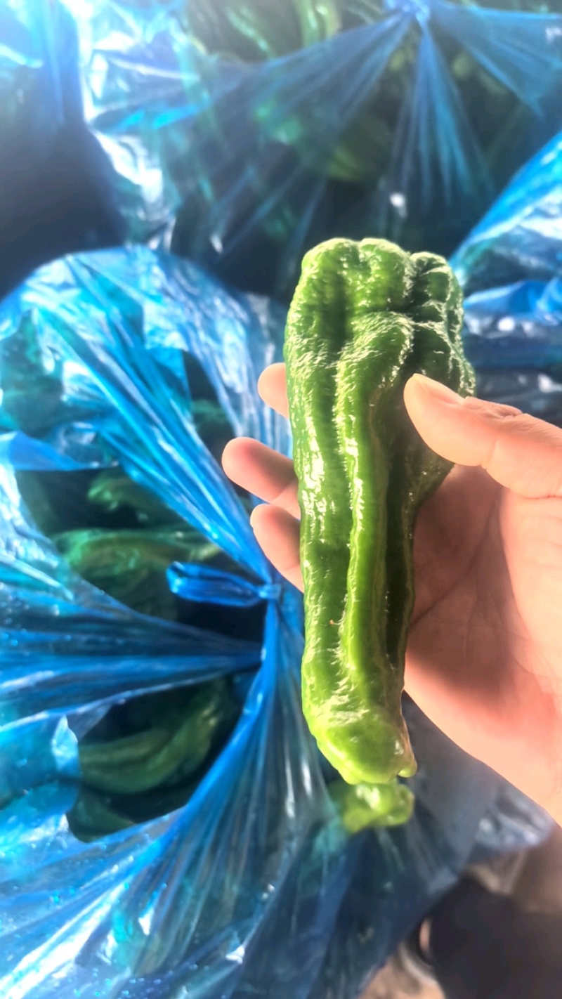 精品薄皮椒，品种齐全！产地直发量大从优！