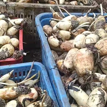 刚到货小藕，新鲜品质好