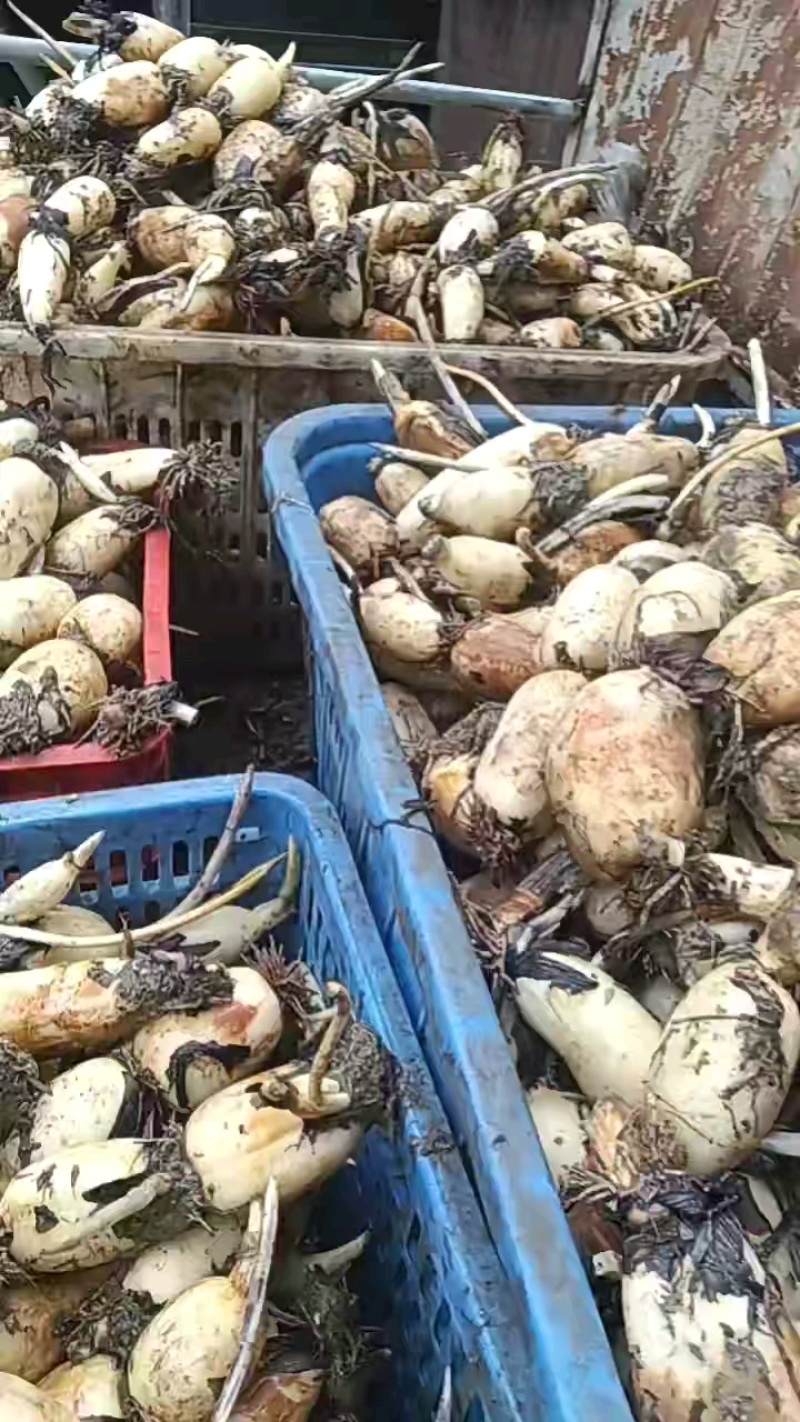 刚到货小藕，新鲜品质好