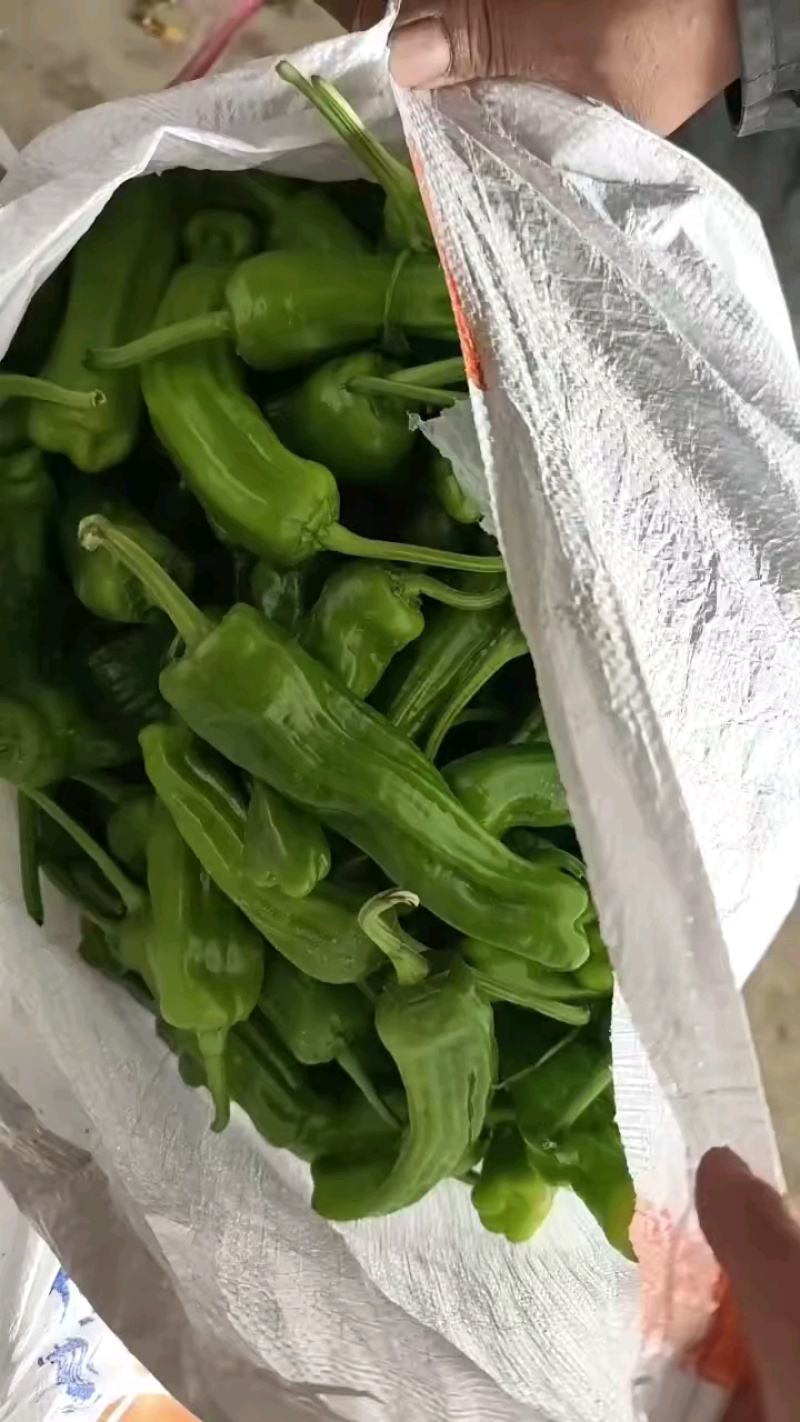 薄皮青椒丨芜湖椒丨大辣椒丨301鲜辣椒丨皮薄质优丨