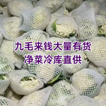 【荐】北松花菜大量上市货源充足质量好供应超市市场食堂