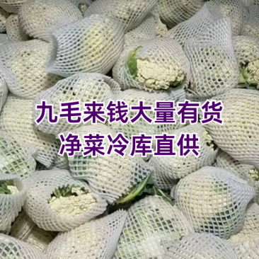 【荐】北松花菜大量上市货源充足质量好供应超市市场食堂