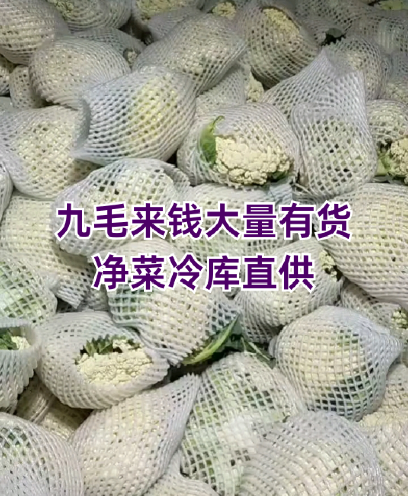 【荐】北松花菜大量上市货源充足质量好供应超市市场食堂