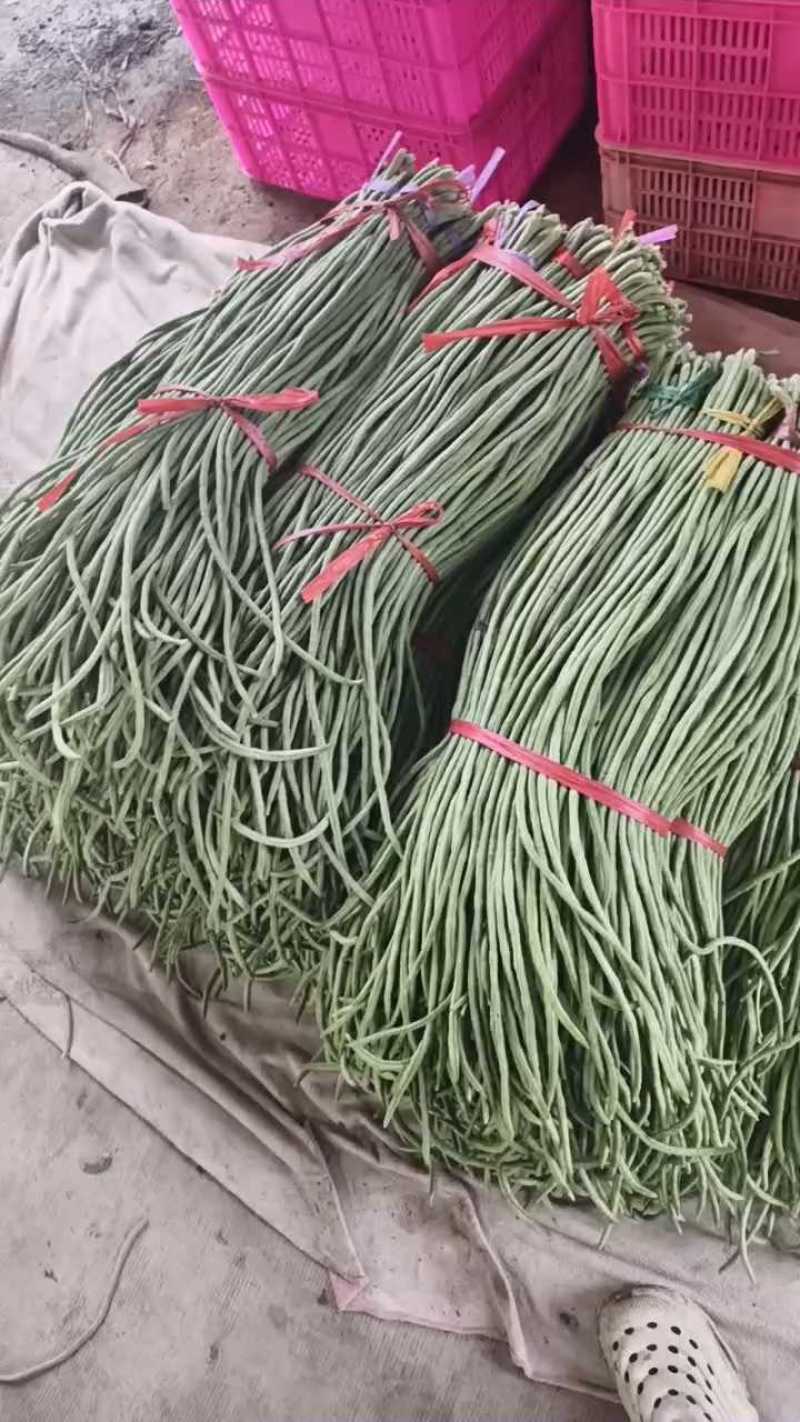 山东精品青条豆角大量上市，长度60~80。一收货源，