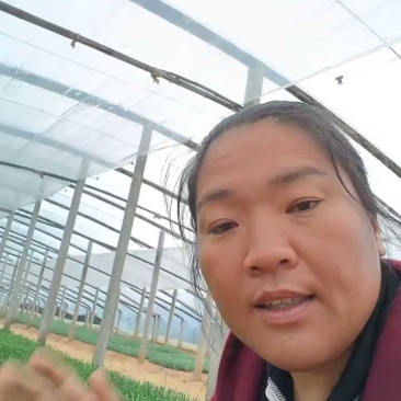 水葱基地直销，大量有货，