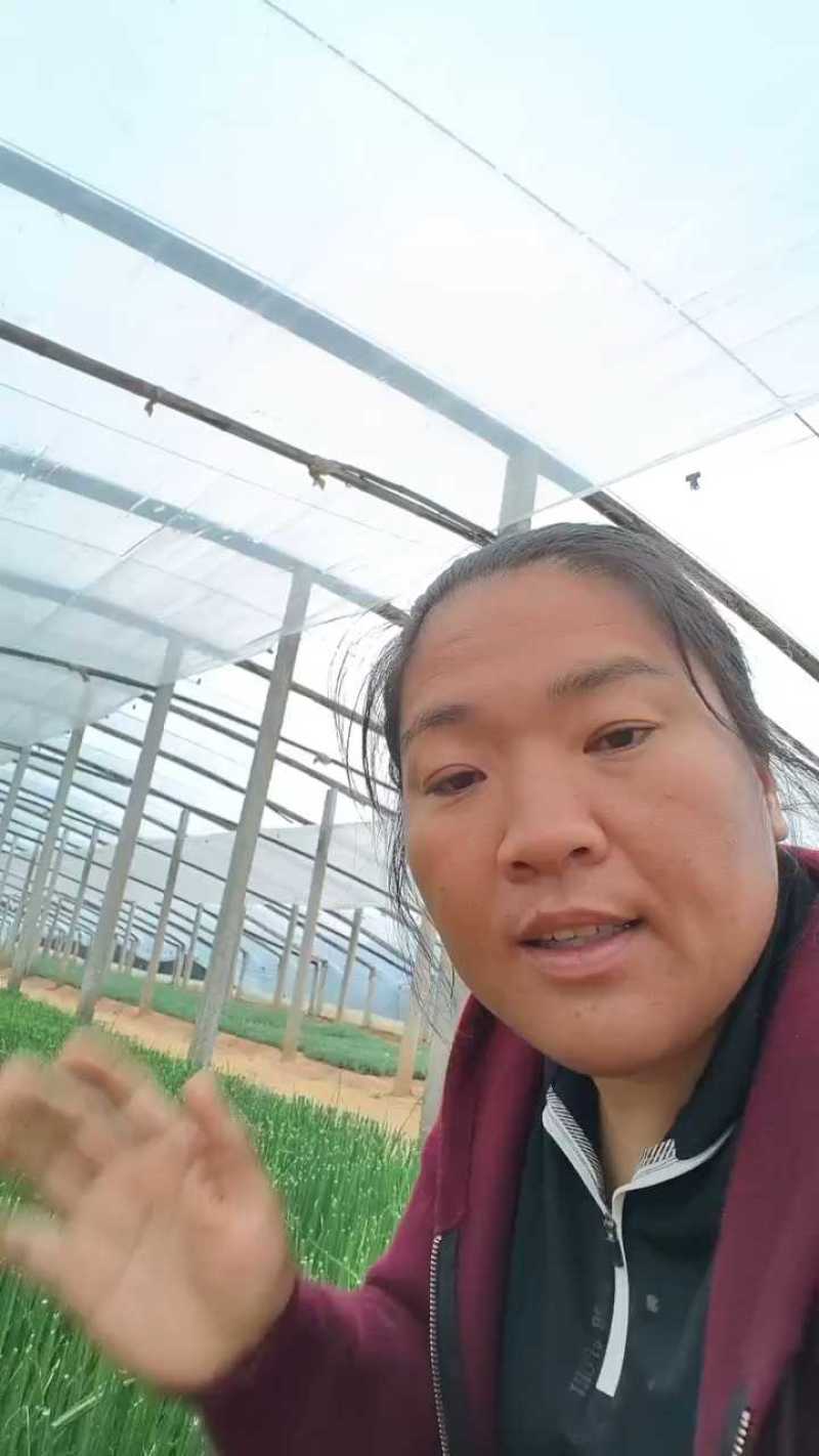 水葱基地直销，大量有货，