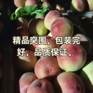 砀山产地毛桃突围桃种植面积几千亩大量货源口感脆甜