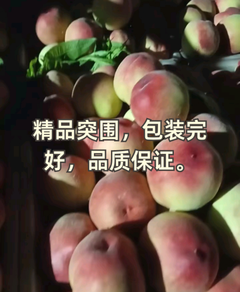 砀山产地毛桃突围桃种植面积几千亩大量货源口感脆甜