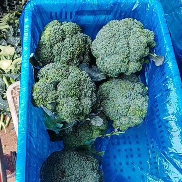 西兰花降价了，小个便宜，货量充足