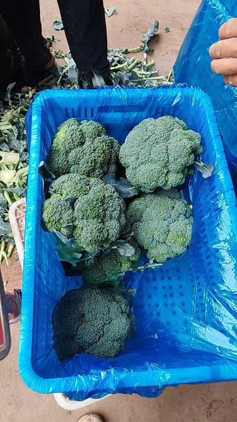 西兰花降价了，小个便宜，货量充足