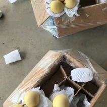 精品皇冠梨/产地直发/价格优惠/实力商家/欢迎合作