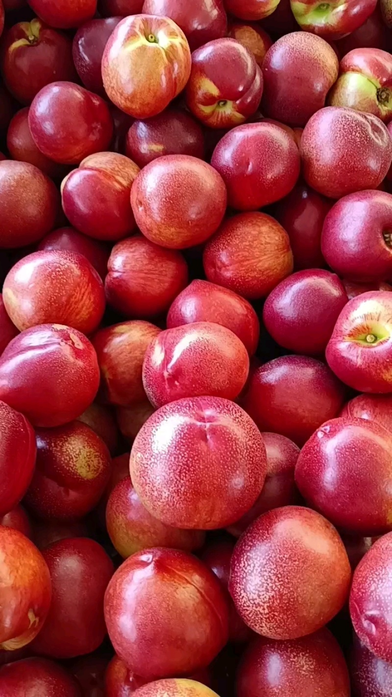 新鲜油桃大量上市中，136.鲁油8号4号口感脆甜