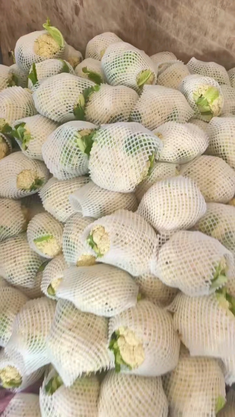 松花菜好质量，一刀剁，货不多。