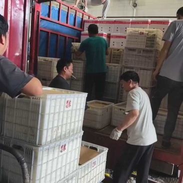 银灰甜瓜台湾银灰甜瓜大棚吊秧种植头茬口感脆甜整车发货货量