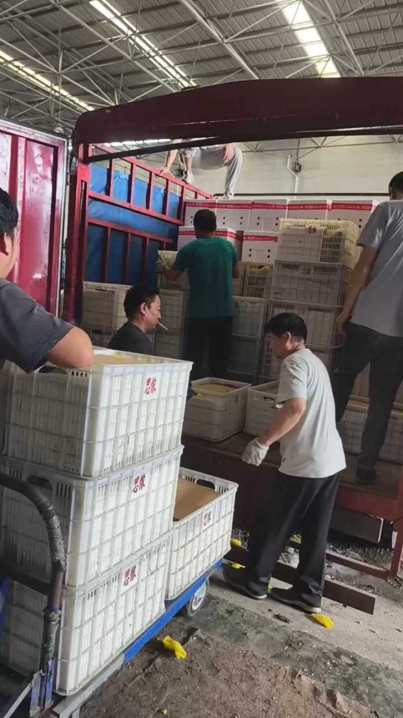 银灰甜瓜台湾银灰甜瓜大棚吊秧种植头茬口感脆甜整车发货货量