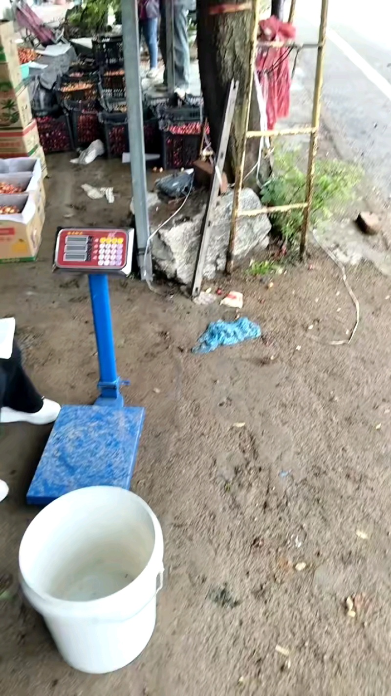 山东优质先锋樱桃基地，大量上市中，美早红灯布鲁克斯，萨米