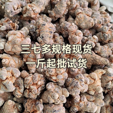 三七文山三七20头三七三七一手货源批发