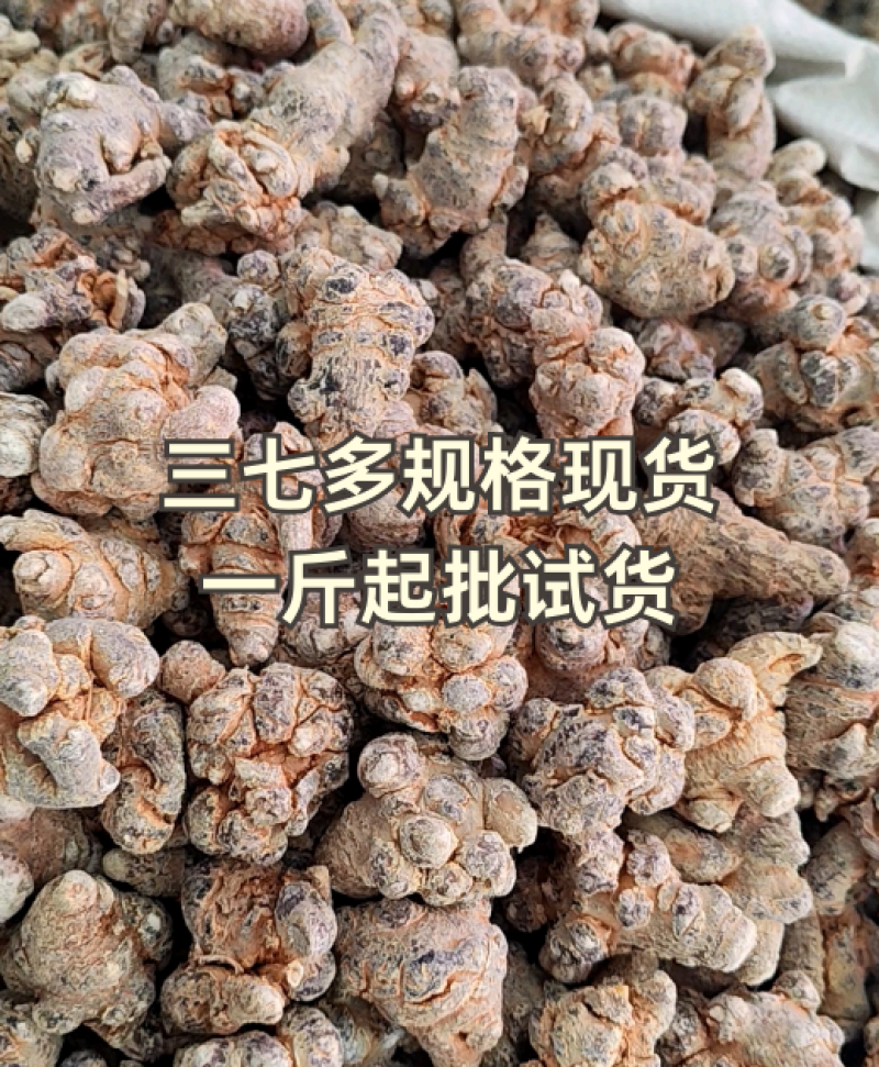 三七文山三七20头三七三七一手货源批发