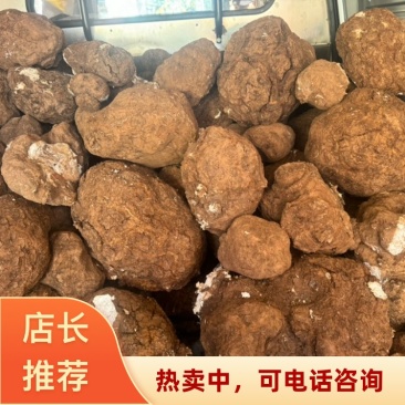 云南深山鲜新茯苓产地直发树根茯苓