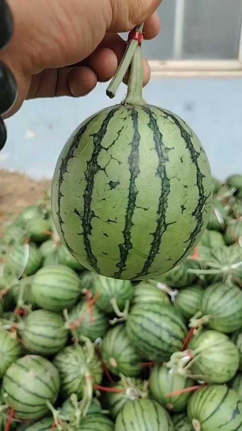 小糖丸产地直发，精品，电商，甜度高，高品质，高质量。
