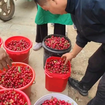 山东聊城冠县万亩樱桃基地上市中，美早樱桃