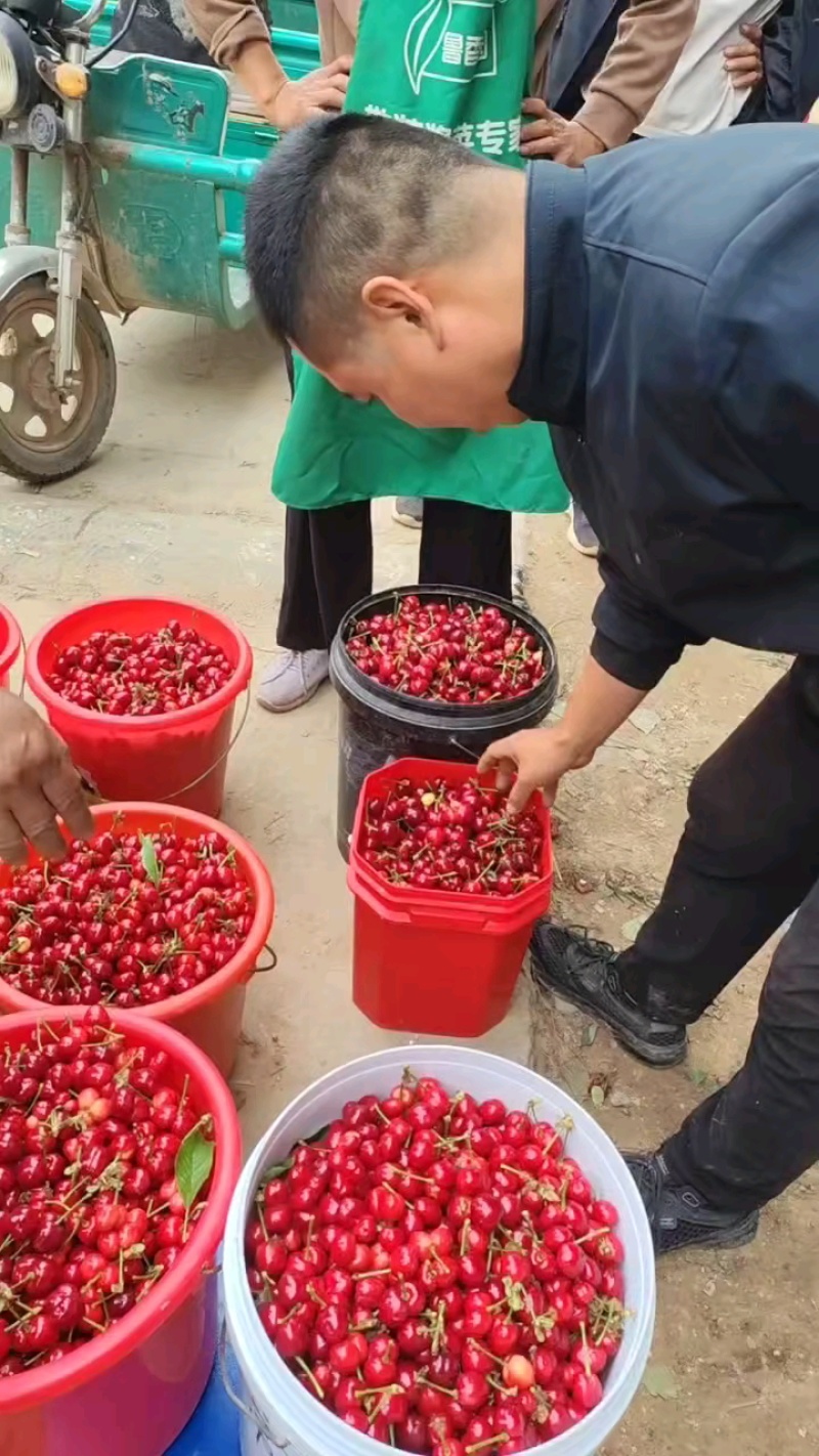 山东聊城冠县万亩樱桃基地上市中，美早樱桃