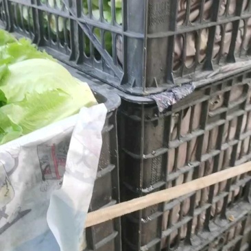 一年四季生菜持续供应欢迎各位老板前来洽谈合作有意者联系