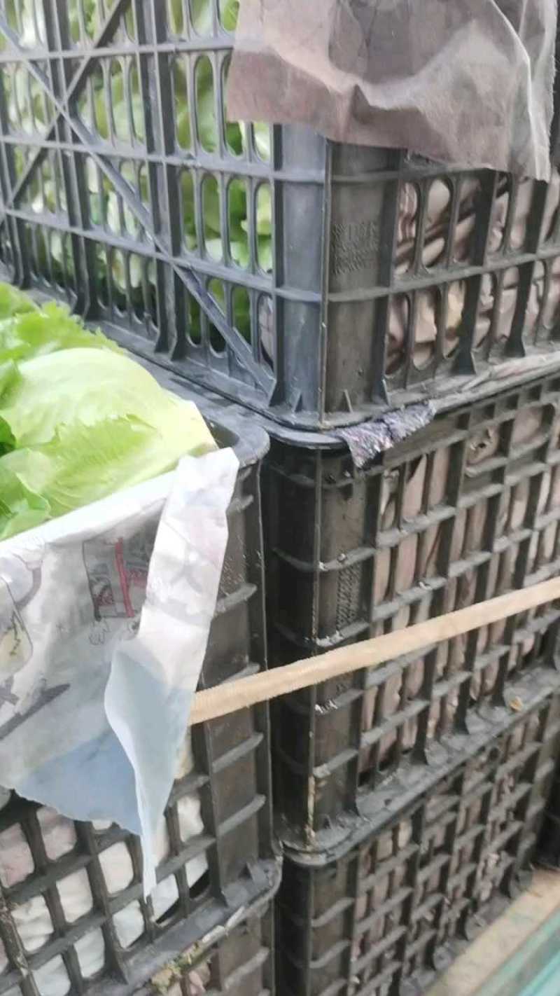 一年四季生菜持续供应欢迎各位老板前来洽谈合作有意者联系