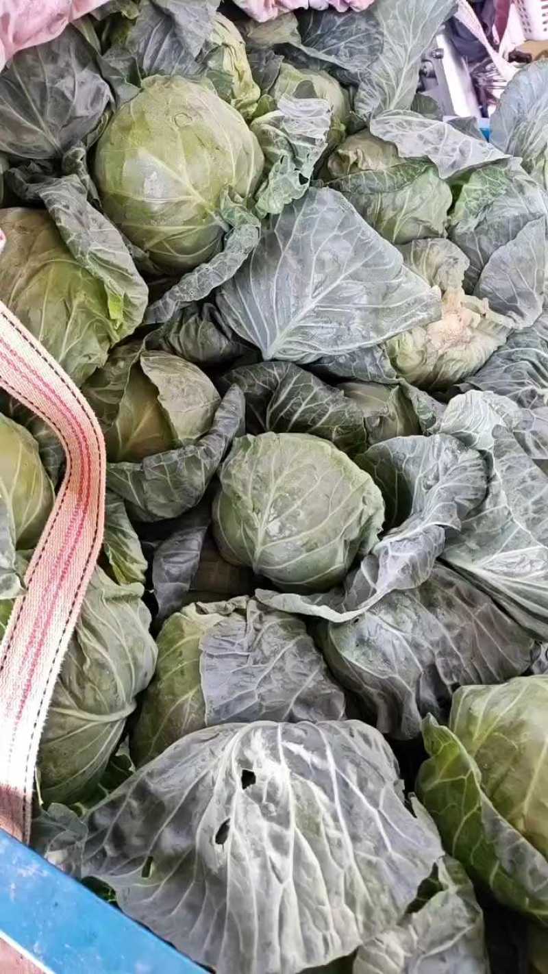 邯郸甘蓝大量到货，收货价0.35元起
