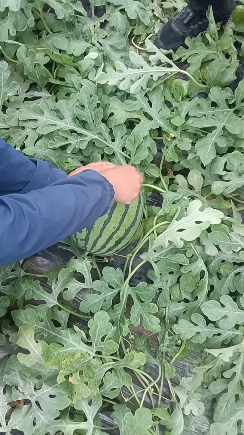 衡水阜城优质甜王，大量有货，头茬大红瓤，地里现摘