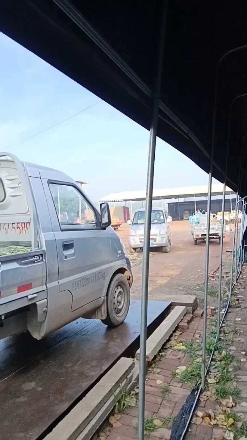 博洋9号博洋61博洋甜瓜青县甜瓜大量上市