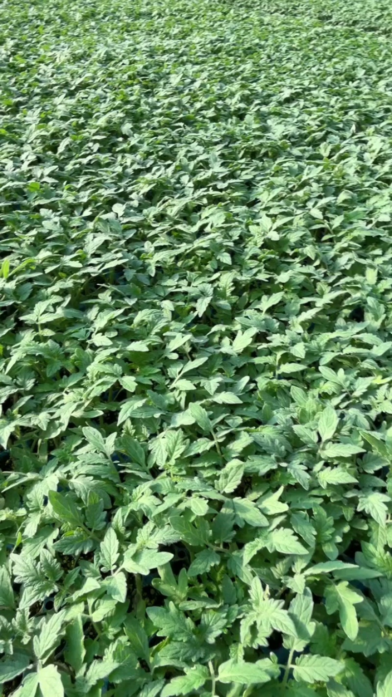 番茄苗草莓番茄普罗旺斯草莓铁皮柿子大果口感西红柿苗