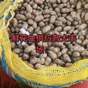 河南花生，鲜花生，大白沙小白沙罗汉果四粒红档口电商