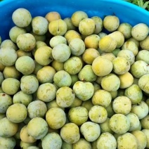 贵州六马清脆李，四月李。蜂糖李，一件代发。对接电商