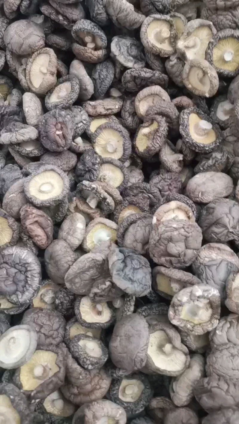 西峡香菇精选厚菇干香菇原产地一手货源