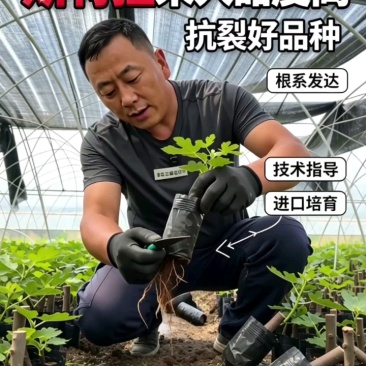 宽叶斯特拉苗大杯体进口土根系粗壮