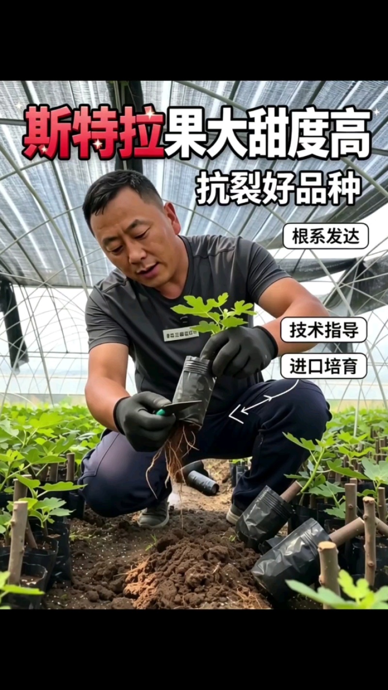 宽叶斯特拉苗大杯体进口土根系粗壮
