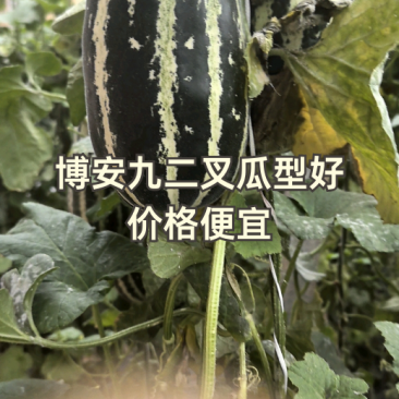 博安九二叉，瓜型条型好，价格便宜。