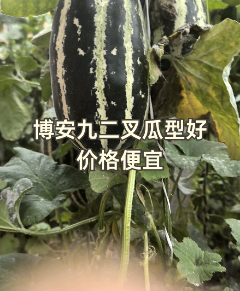 博安九二叉，瓜型条型好，价格便宜。