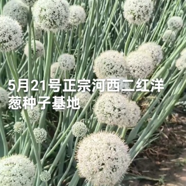 万亩洋葱苗育苗基地，大量批发优质高产洋葱苗，品种齐全
