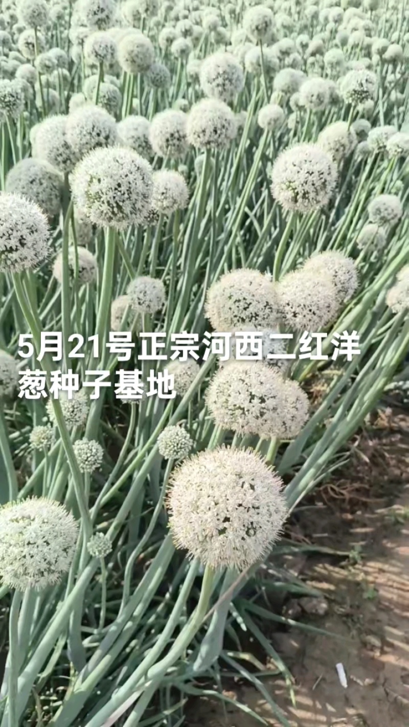 万亩洋葱苗育苗基地，大量批发优质高产洋葱苗，品种齐全