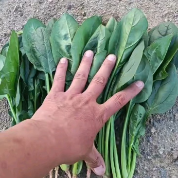 菠菜没货，今天没装。