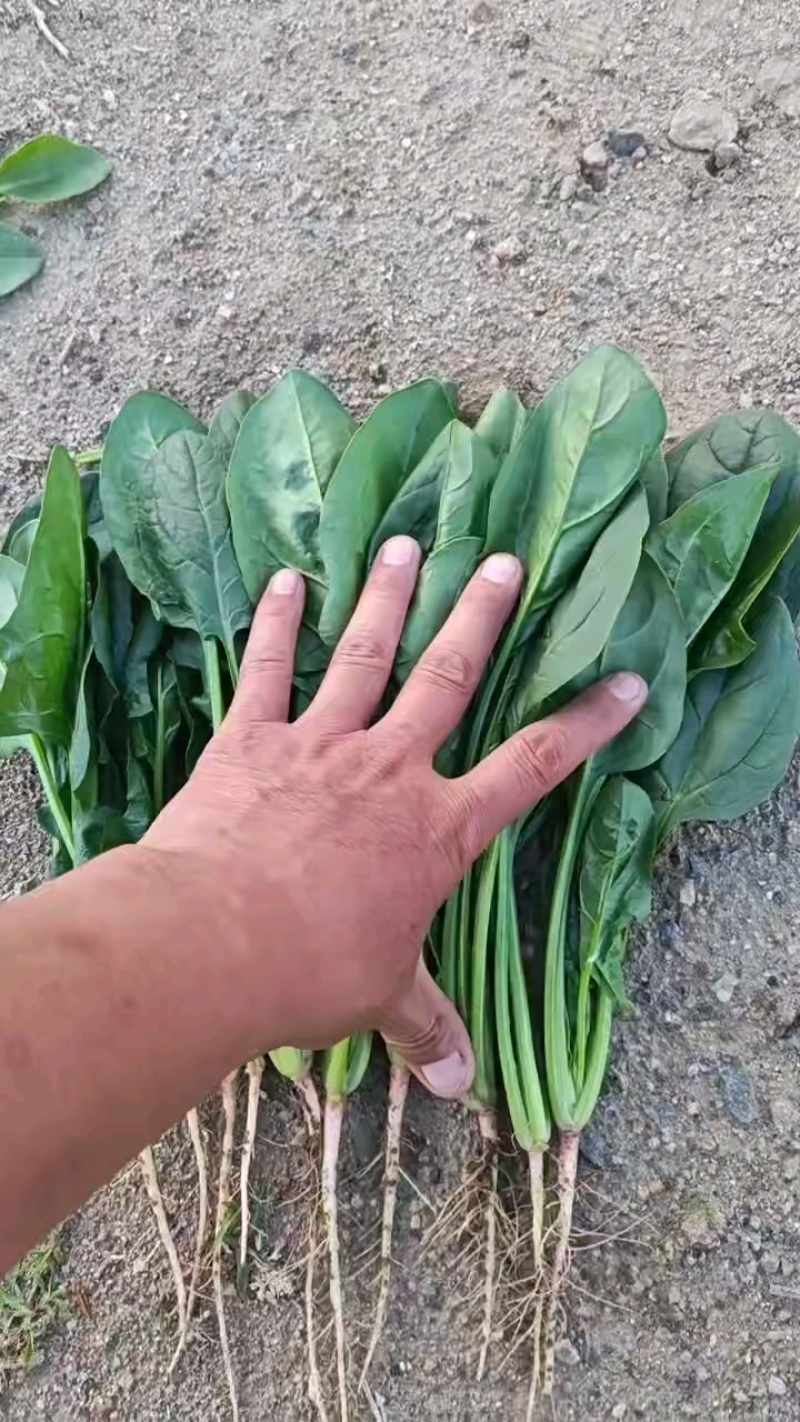 菠菜没货，今天没装。