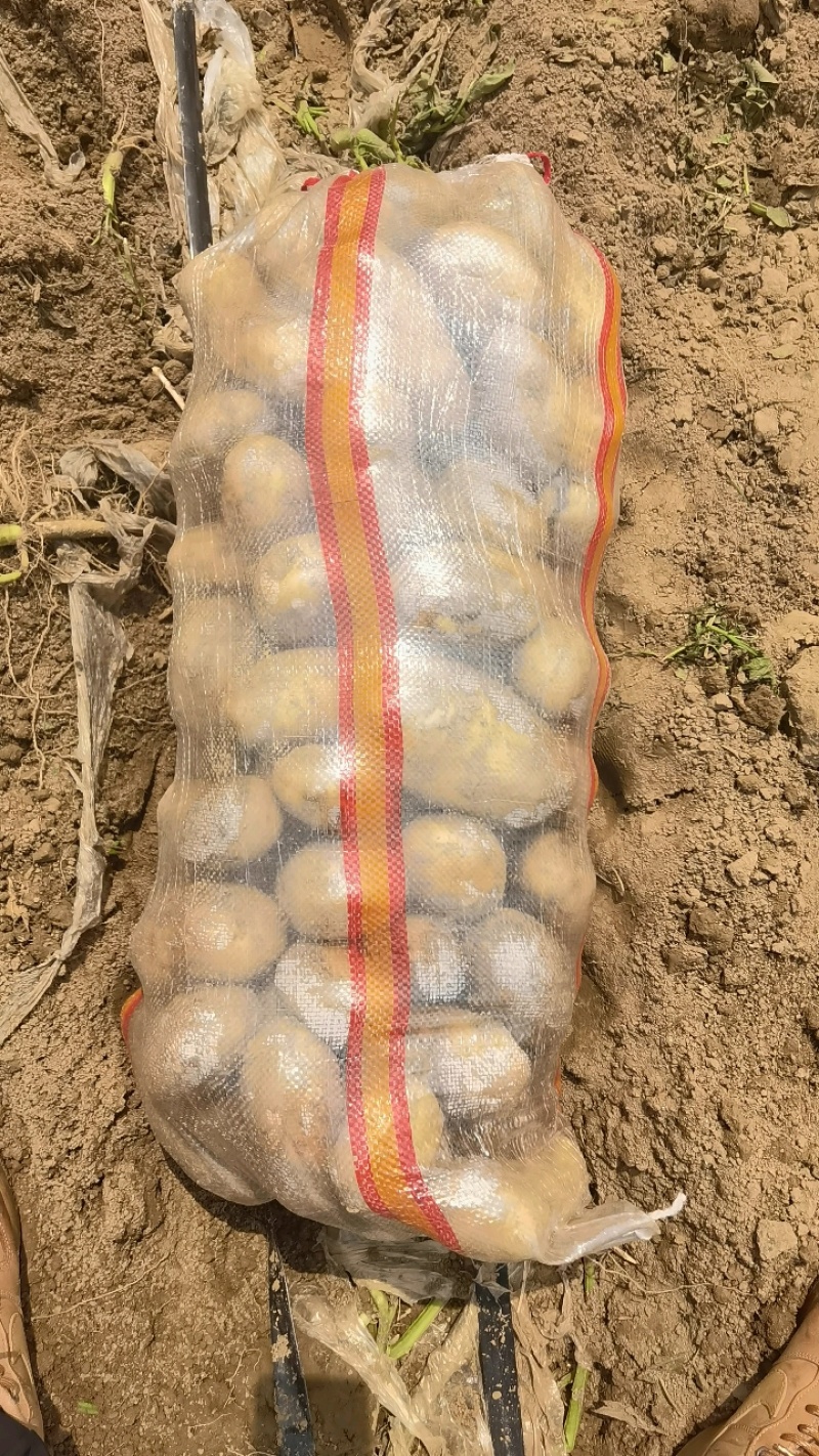 土豆，荷兰十五，黄心土豆，一手货源欢迎订购，非常漂亮